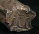 Pleistocene Aged Fossil Horse Tooth - Florida #10283-1
